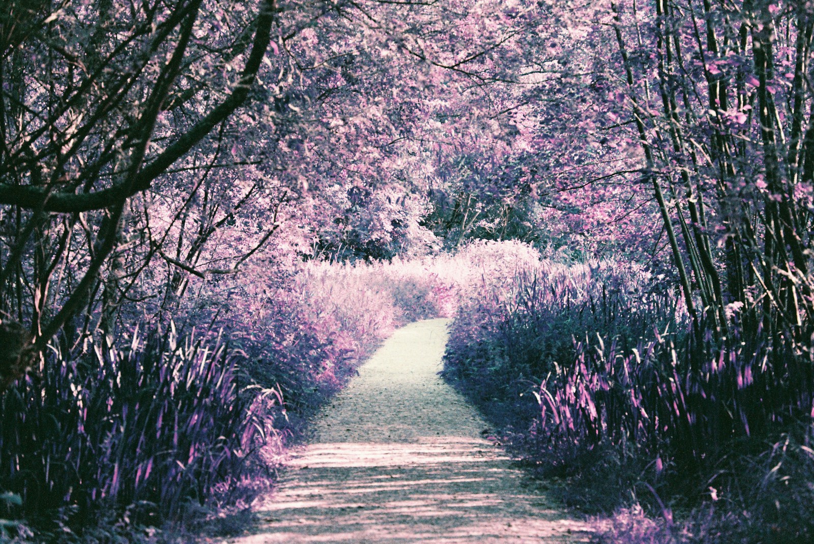 pink rose in gray ceramic vase on white table